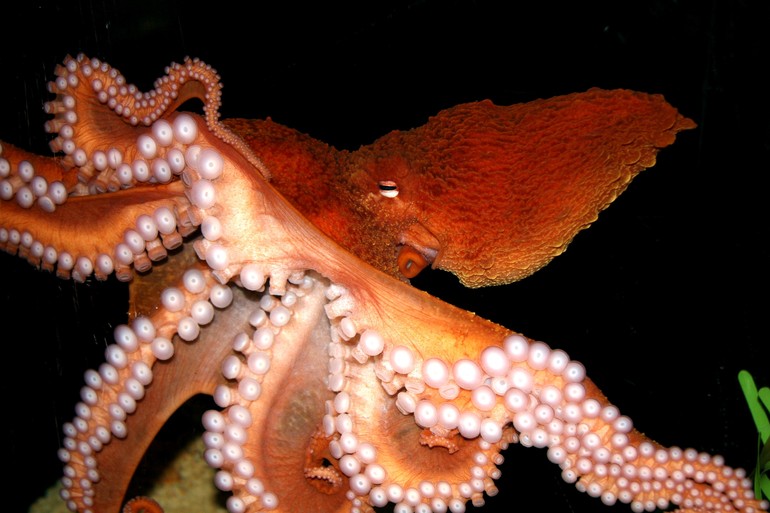 Enteroctopus dofleini